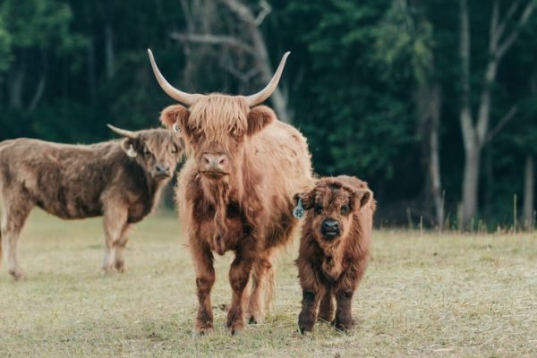 Cost of mini highland cow, Highlander cows mini