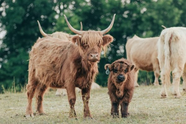 Cost of mini highland cow, Highlander cows mini