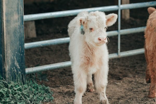 Long hair mini cow, Fluffy miniature cows for sale