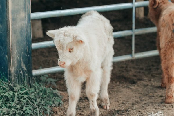 Long hair mini cow, Fluffy miniature cows for sale