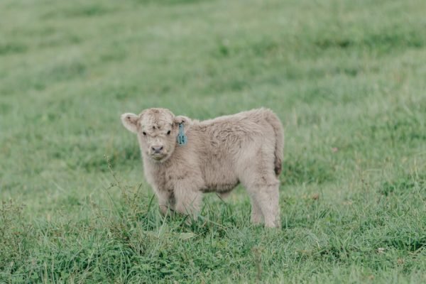 Miniature highlands cow, Miniature highland cow