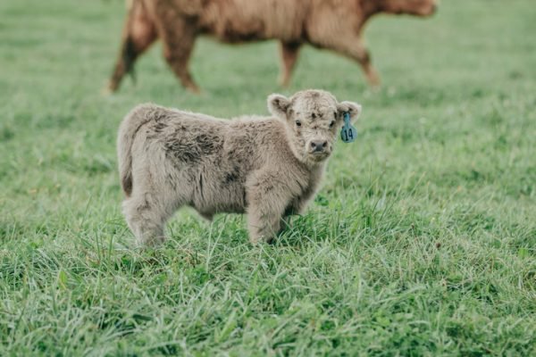 Miniature highlands cow, Miniature highland cow