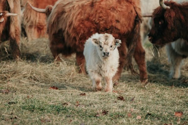 Miniature highlands cow, Miniature highland cow