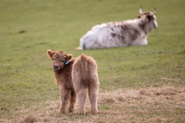 Brandi of El Miniature Highland - Image 2