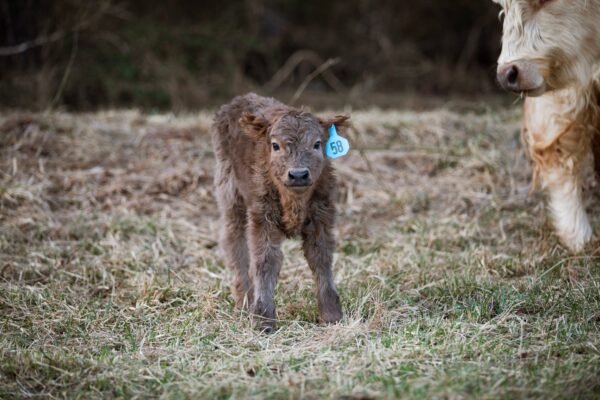 Miniature highlands cow, Miniature highland cow