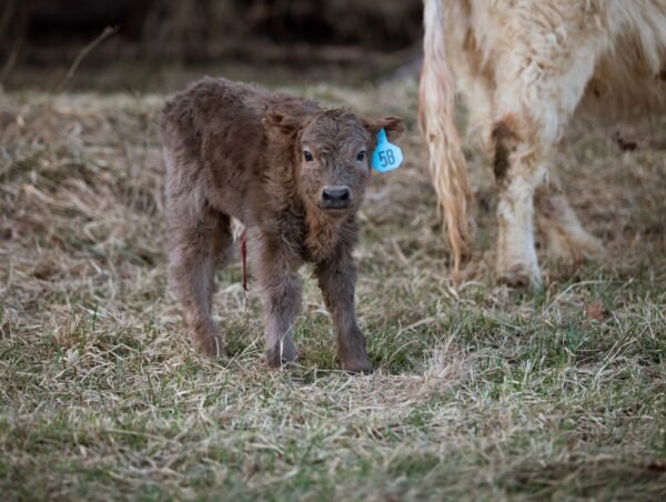 Miniature highlands cow, Miniature highland cow