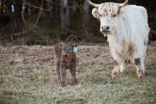 Brandi of El Miniature Highland - Image 3