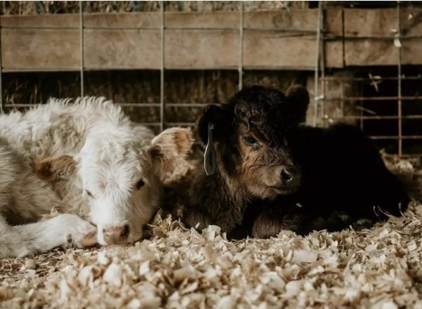 Micro highland cows for sale, Mini fluffy highland cow