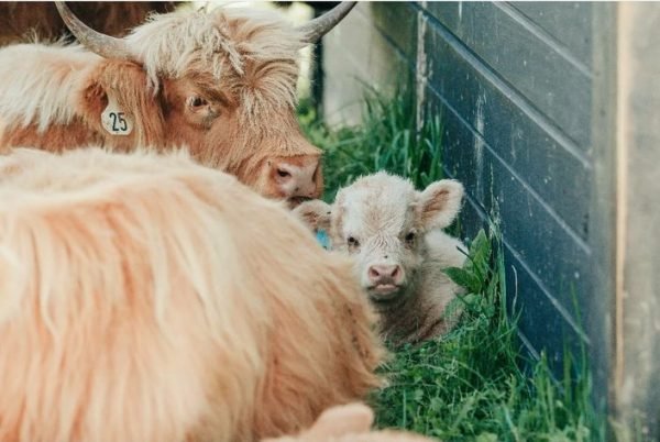 Long hair mini cow, Fluffy miniature cows for sale
