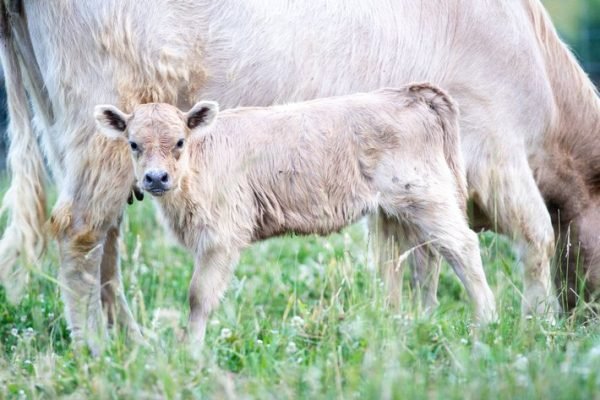 Highland cow mini for sale, Micro mini highland cow for sale