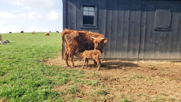 Bruce of El Miniature Highland - Image 8