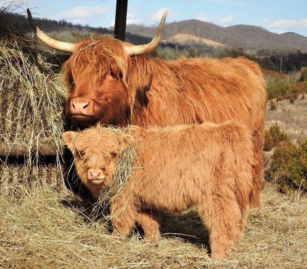 Mini highland cow for sale, Buy mini highlander cows Mini highland cow for sale, Buy mini highlander cows