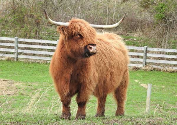 Mini highland cow for sale, Buy mini highlander cows Mini highland cow for sale, Buy mini highlander cows