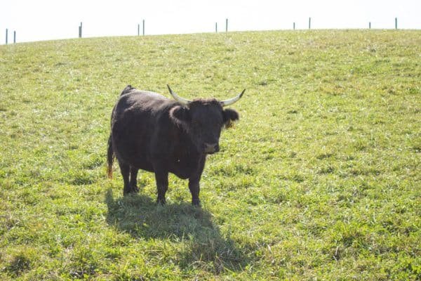 Anna Louise of El Miniature Highland - Image 4