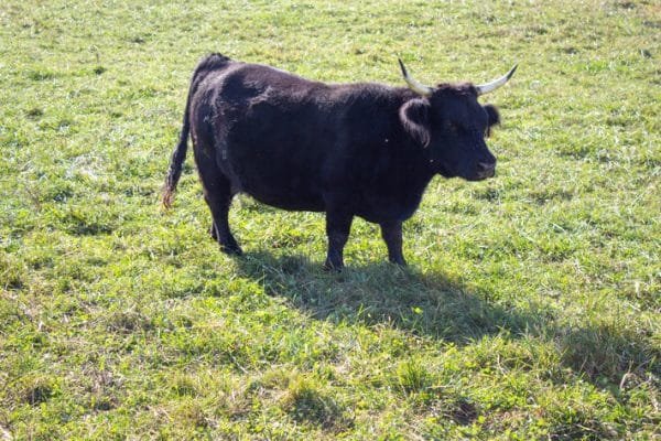 Anna Louise of El Miniature Highland - Image 3