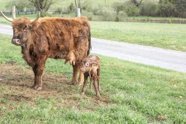 Bruce of El Miniature Highland - Image 10