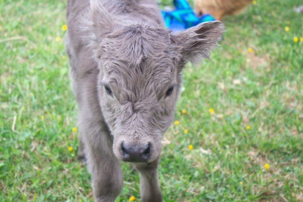 Bev of El Miniature Highland - Image 6