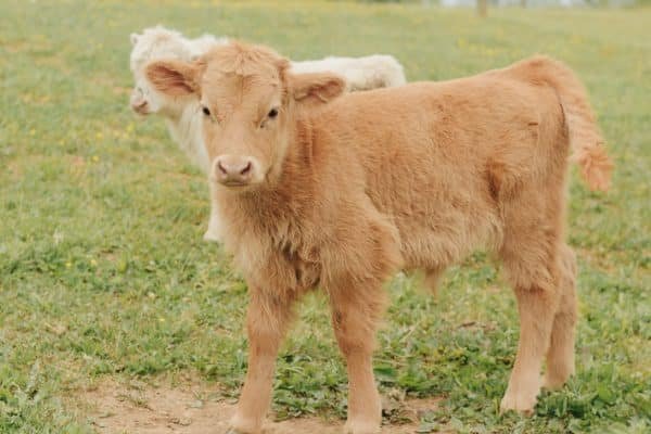 Highland miniature cattle for sale, Mini highland cow