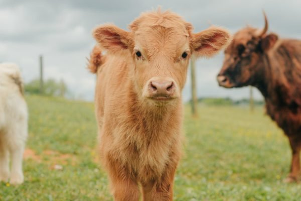 Highland miniature cattle for sale, Mini highland cow