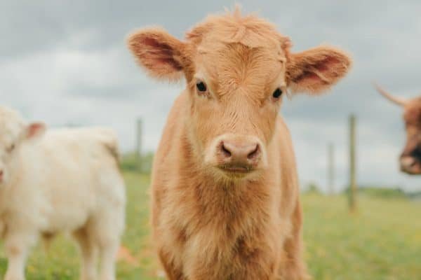 Highland miniature cattle for sale, Mini highland cow