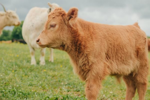 Highland miniature cattle for sale, Mini highland cow