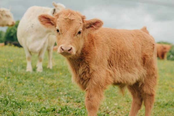 Highland miniature cattle for sale, Mini highland cow