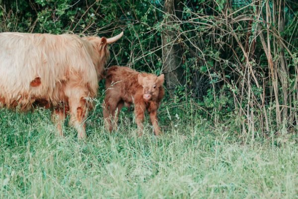 Bronx of El Miniature Highland - Image 5