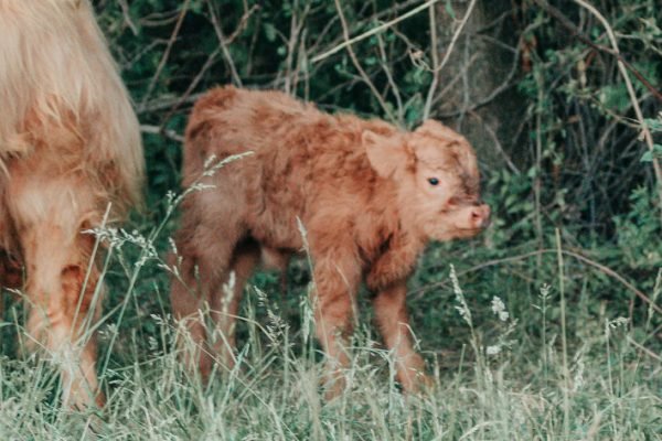 Bronx of El Miniature Highland - Image 6