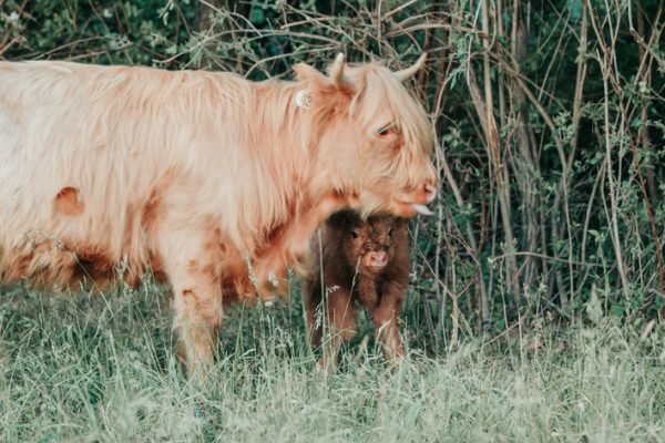 Bronx of El Miniature Highland - Image 8