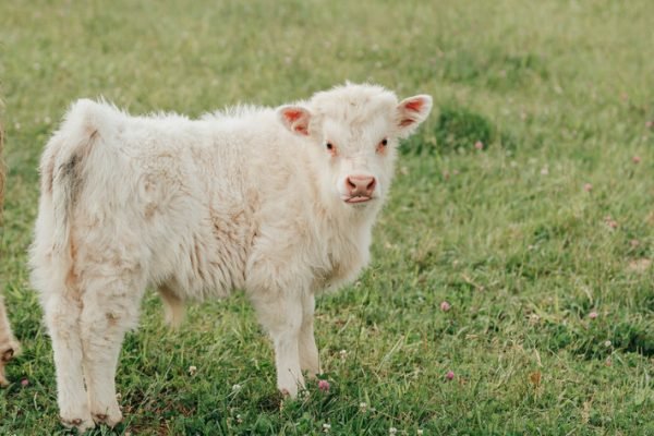 Highland mini cow for sale, Mini highlander cows 