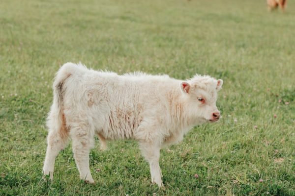 Mini highland cow, Mini highlander cows 