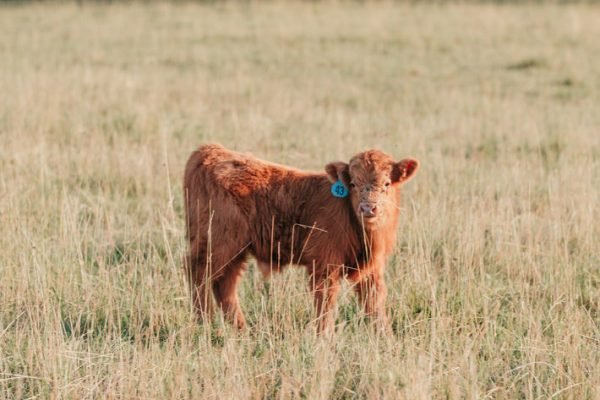 Highland mini cattle, Miniature highland cows for sale