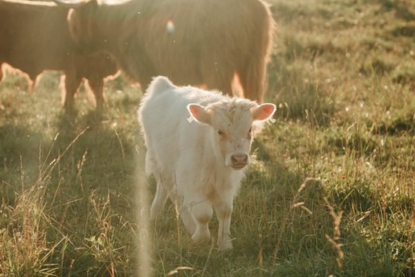 Highland mini cow for sale, Mini highlander cows 
