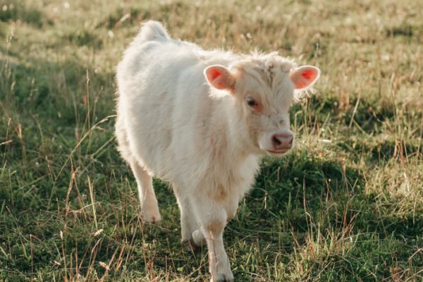 Highland mini cow for sale, Mini highlander cows  