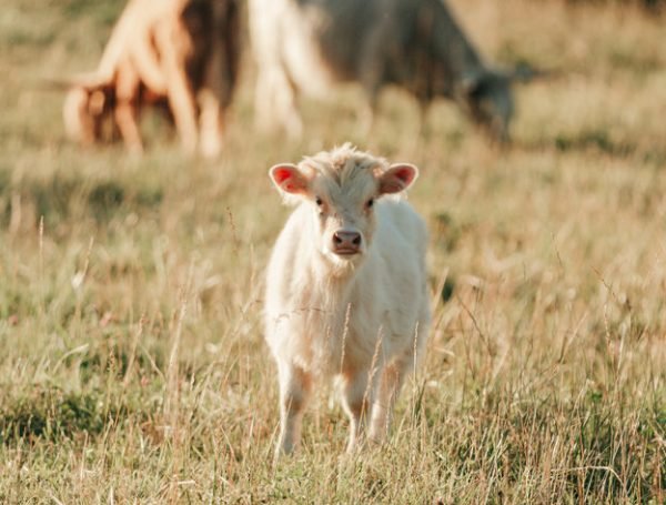 Highland mini cow for sale, Mini highlander cows 