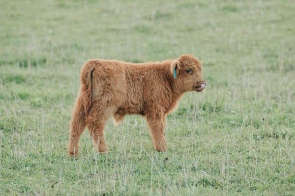 Mini highland calves for sale, Mini highland cattle for sale