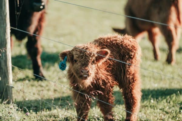 Highland cattle mini, Mini highland cow for sale