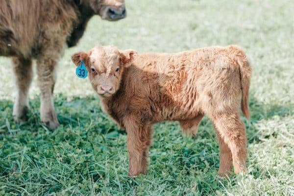 Fluffy cows for sale, Fluffy mini cow for sale