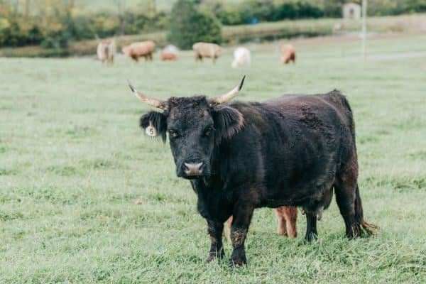 Mini highland cow for sale near me, Mini highland cows near me