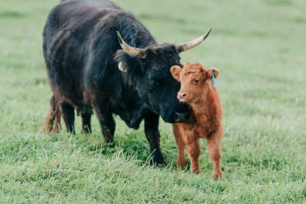 Mini highland cow for sale near me, Mini highland cows near me