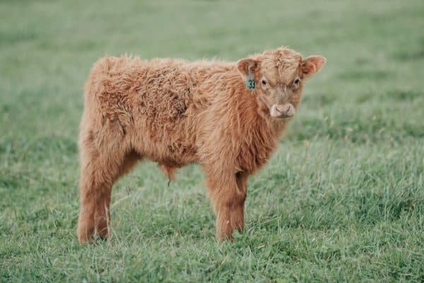 Fluffy cows for sale, Fluffy mini cow for sale