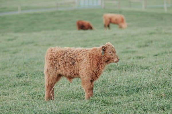 Fluffy cows for sale, Fluffy mini cow for sale
