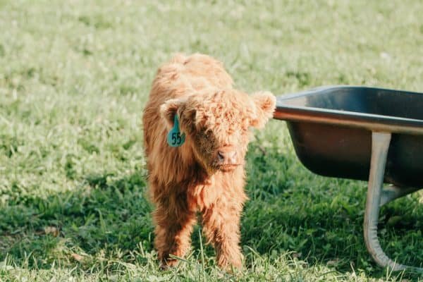 Highland cattle mini, Mini highland cow for sale