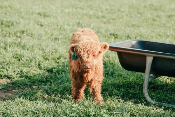 Highland cattle mini, Mini highland cow for sale