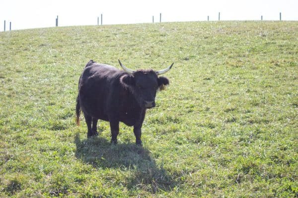 Anna Louise of El Miniature Highland - Image 5