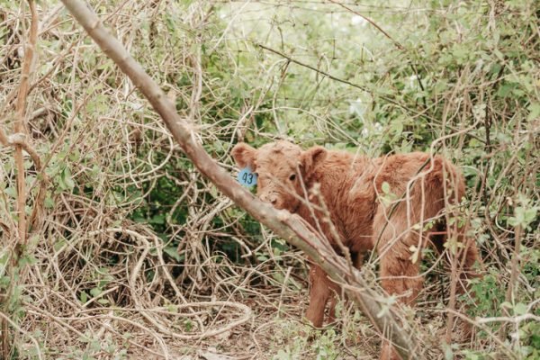 Highland mini cattle, Miniature highland cows for sale