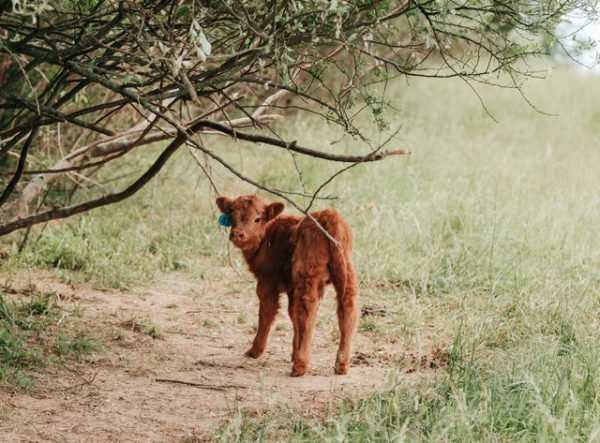 Highland mini cattle, Miniature highland cows for sale
